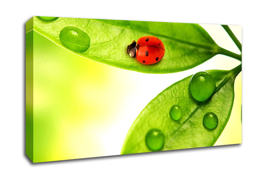 Ladybird Canvas Wall Art