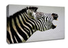 Laughing Zebra Canvas Wall Art