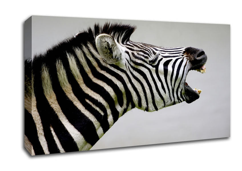 Laughing Zebra Canvas Wall Art