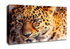 Leopard Close Up Canvas Wall Art