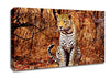 Leopard Hunt Canvas Wall Art