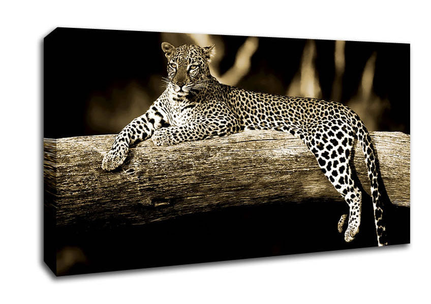 Leopard Lazy Days Canvas Wall Art