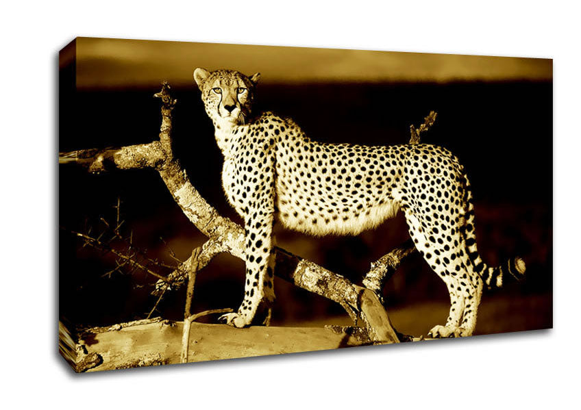 Leopard Perch Sepia Canvas Wall Art