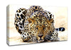 Leopard Staring Canvas Wall Art