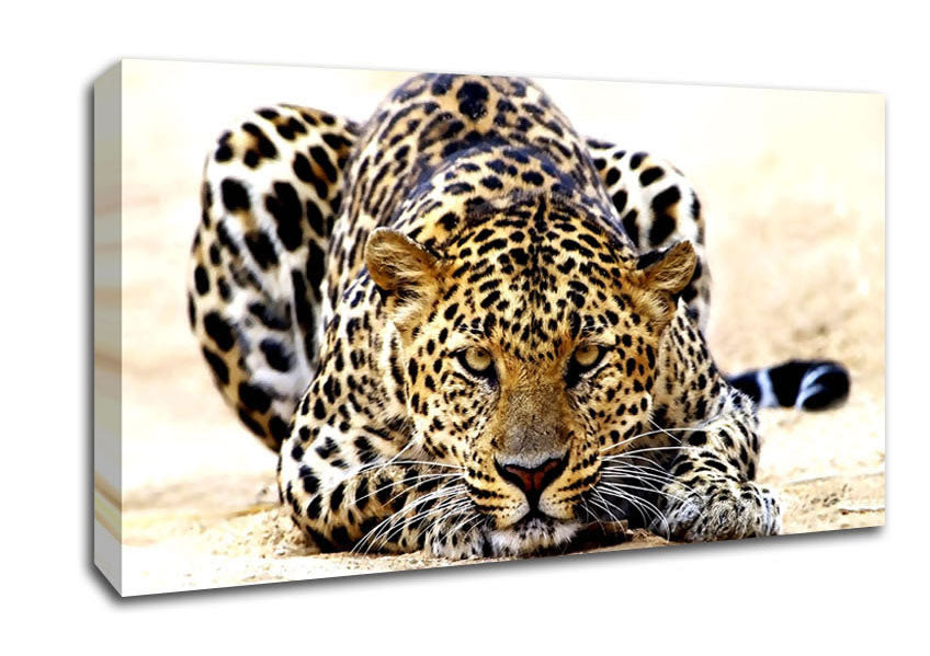 Leopard Staring Canvas Wall Art