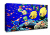 Life Below The Red Sea Egypt Canvas Wall Art
