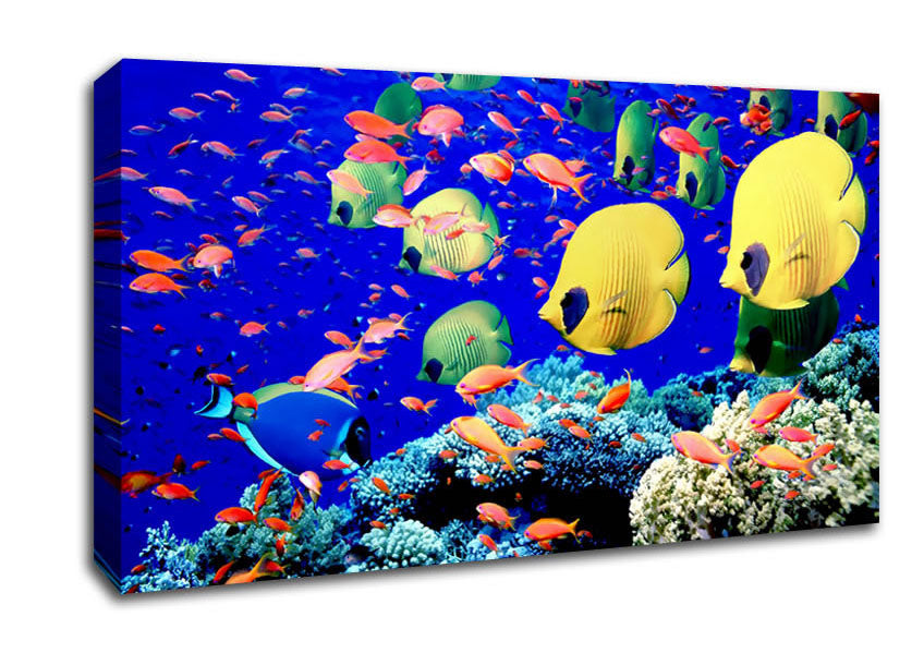 Life Below The Red Sea Egypt Canvas Wall Art