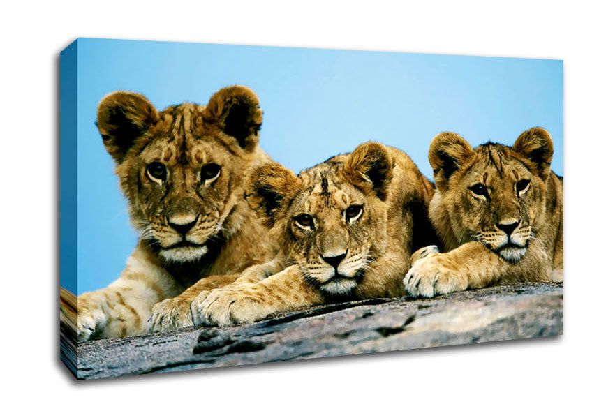 Lion Cub Trio Canvas Wall Art