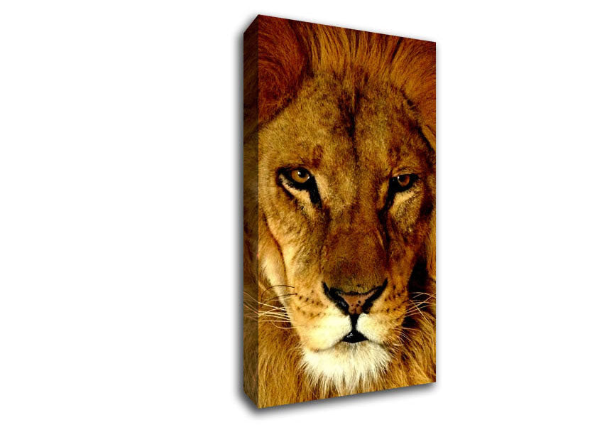 Lion Face Canvas Wall Art