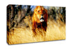 Lion Jungle Canvas Wall Art