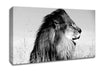 Lion On Watch Black n White Canvas Wall Art