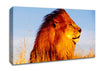 Lion On Watch Canvas Wall Art