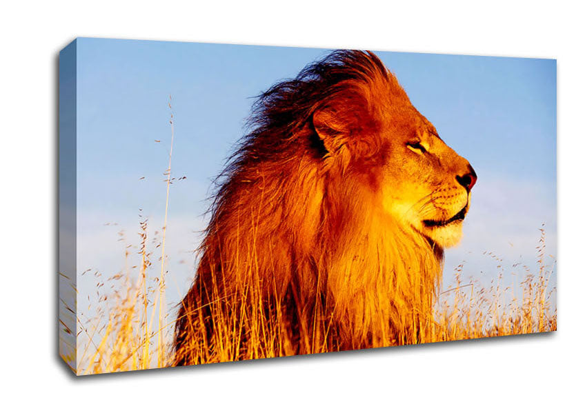 Lion On Watch Canvas Wall Art