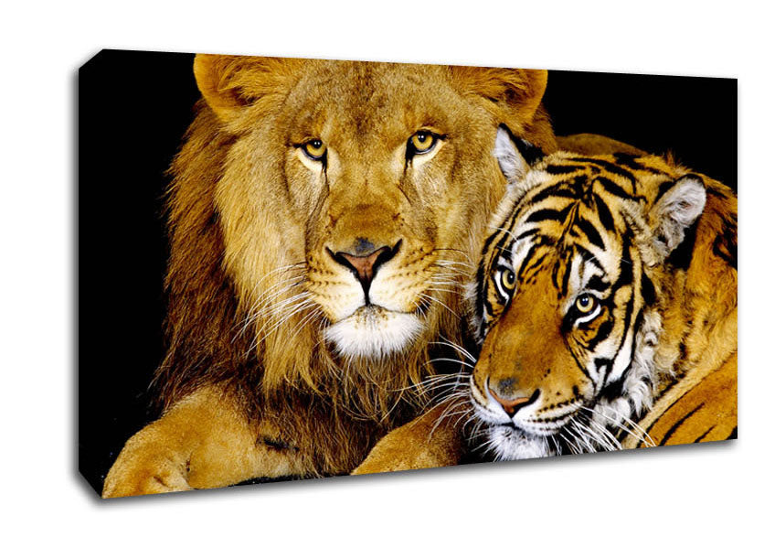Lion Tiger Love Canvas Wall Art