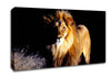 Lion Watch Canvas Wall Art
