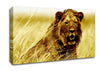 Lion Watching Out For Dinner Canvas Wall Art