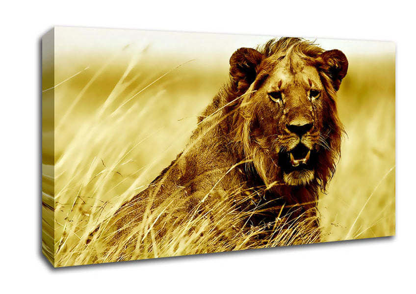 Lion Watching Out For Dinner Canvas Wall Art