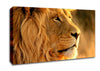 Lion Canvas Wall Art