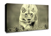 Lioness Hunting Canvas Wall Art
