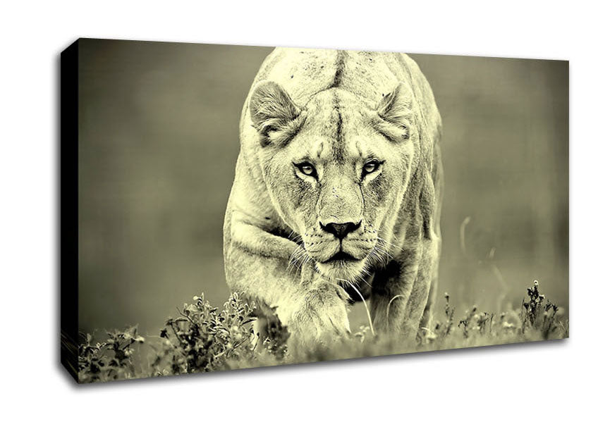 Lioness Hunting Canvas Wall Art
