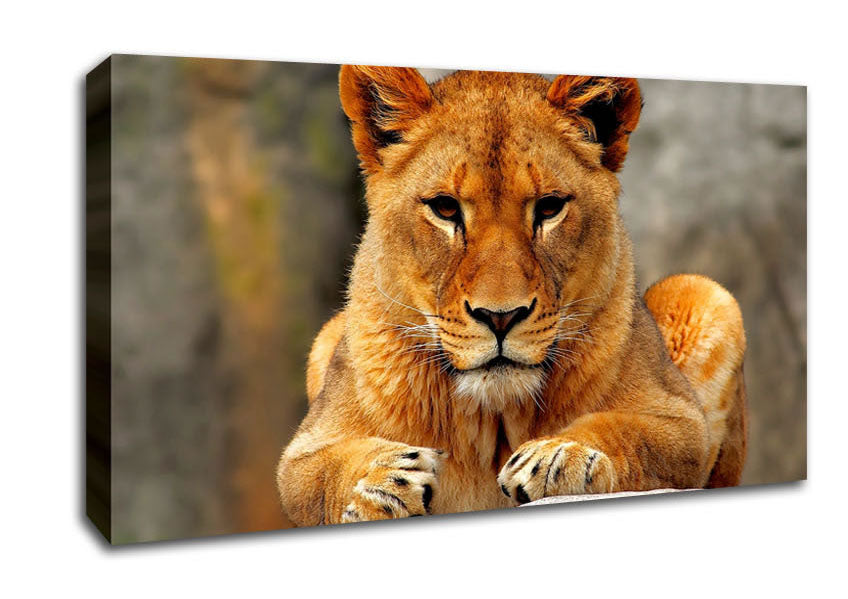 Lioness Watch Canvas Wall Art