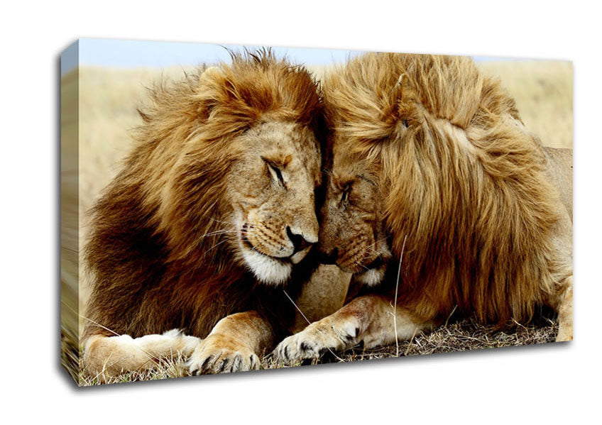 Lions Love Wild Cats Animals Canvas Wall Art