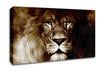 Lions Pride Canvas Wall Art