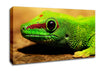 Lizard Face Canvas Wall Art
