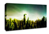 Lizard Perch Canvas Wall Art