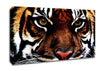 Male Tiger Face Canvas Wall Art