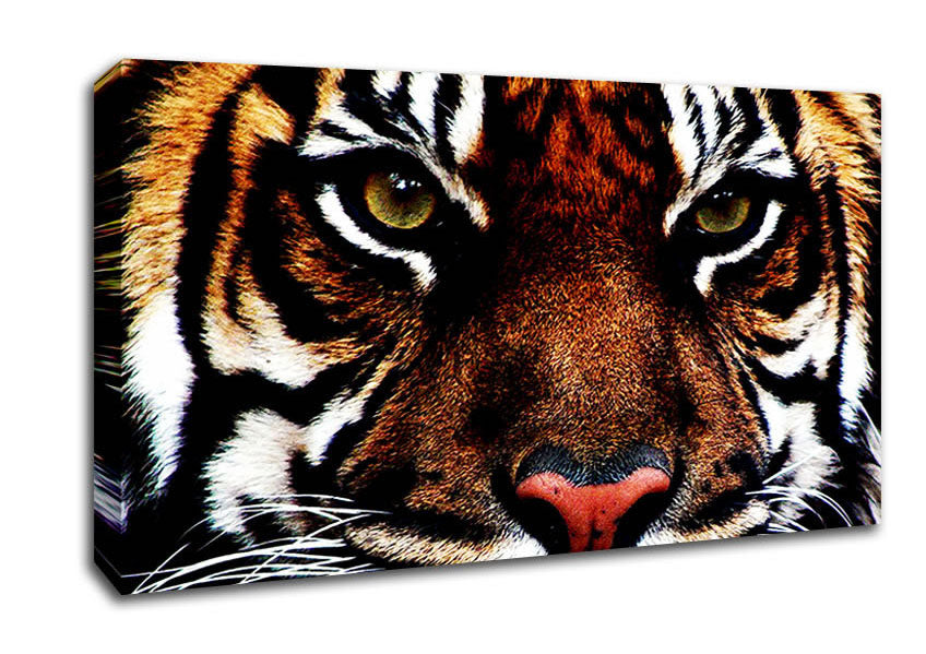 Male Tiger Face Canvas Wall Art