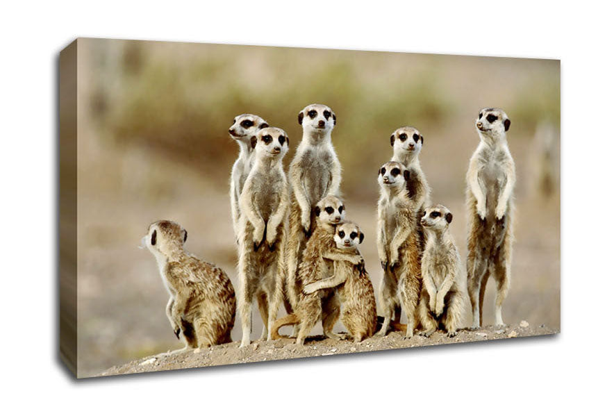 Meerkat Family Canvas Wall Art