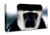 Monkey Face Canvas Wall Art