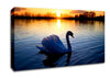 Lonely Swan Canvas Wall Art