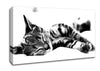 Nap Time Cat Canvas Wall Art