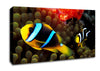 Neon Clown Fish Canvas Wall Art