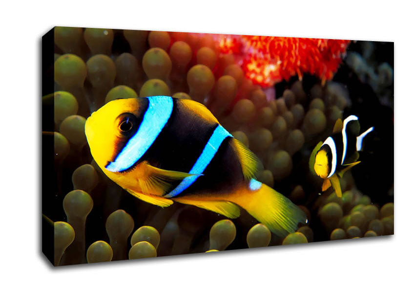 Neon Clown Fish Canvas Wall Art