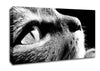 Nostalgic Cat Canvas Wall Art