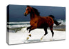 Ocean Horse Beauty Canvas Wall Art