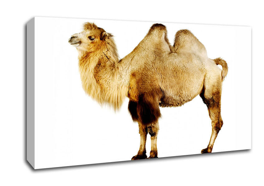 One Hump Or Two Canvas Wall Art