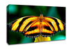 Orange And Black Butterfly Canvas Wall Art