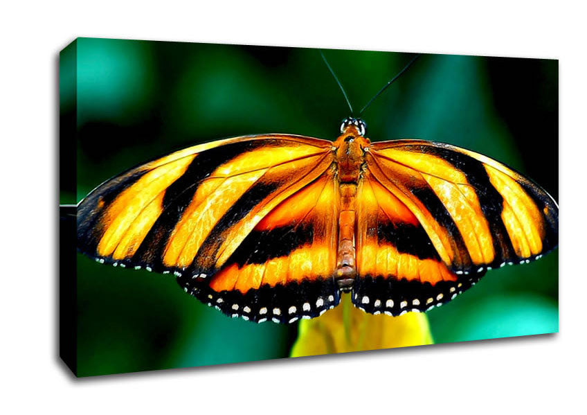 Orange And Black Butterfly Canvas Wall Art