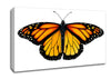 Orange Butterfly Wings Canvas Wall Art