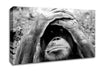 Orangutan Mishap Canvas Wall Art