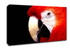 Parrot High Resolution Canvas Wall Art
