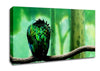 Parrot Perch Canvas Wall Art