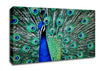 Peacock Glory Canvas Wall Art