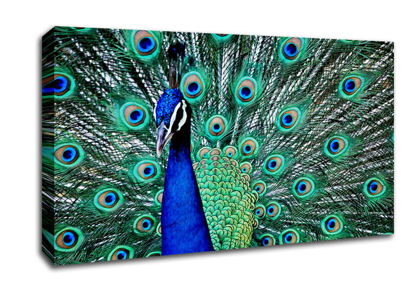 Peacock Glory Canvas Wall Art