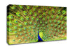 Peacock Paradise Canvas Wall Art