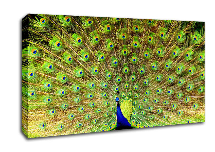 Peacock Paradise Canvas Wall Art